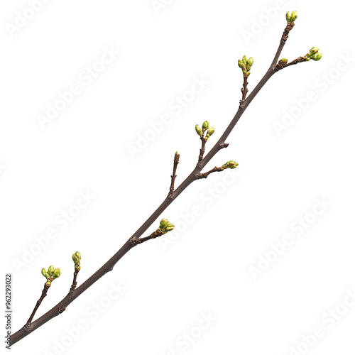 Long Budding Twig - Isolated on White Transparent Background, PNG 