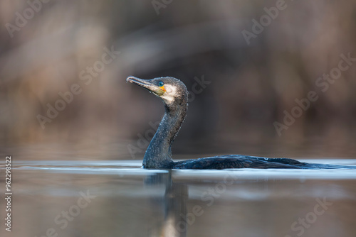 Kormoran