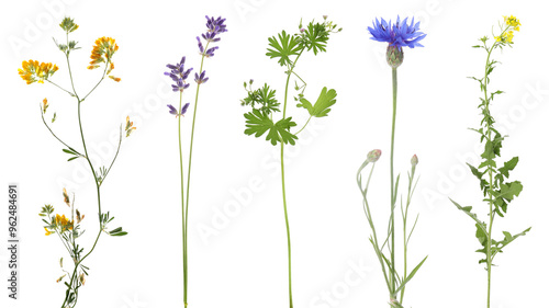 Different beautiful meadow flowers isolated on white, set