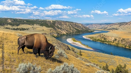 Bison grazing on a hill overlooking the Yellowstone River, panoramic view, Yellowstone National Park, majestic wildlife scene