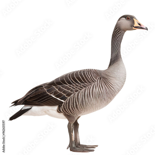 goose isolated on white