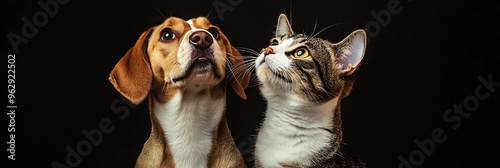 A dog and cat sitting side by side, both looking up curiously at something, with their heads tilted in unison in a cute and funny pose.