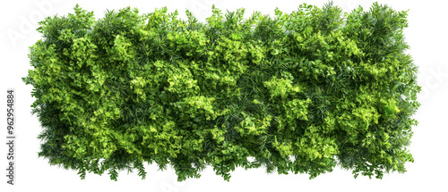 Top view, green hedge providing natural privacy and adding beauty to landscaping isolate on transparent background, cutout, png