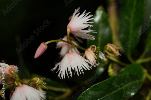 Elaeocarpus grandiflorus Sm., commonly known as the Fairy Petticoat or Shrubby Elaeocarpus, is a beautiful tropical tree native to Southeast Asia and parts of the Pacific Islands.|大花杜英