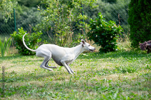 Whippet Hündin hat Spass im Garten