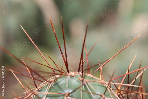 kaktus Opuntia Hybr. Rom rot brauner Neutrieb łososioworóżowy