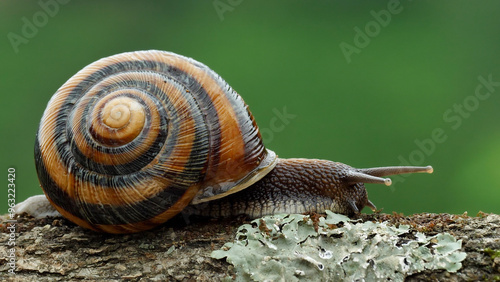 Snails are crustacean land animals in the class of mollusks. They live in humid and rainy places.