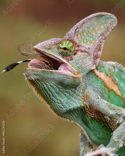 Chameleon veiled rady to catching a dragonfly, animal closeup, chameleon veiled on branch