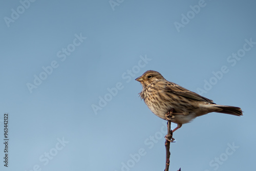 Potrzeszcz na gałęzi drzewa na tle niebieskiego nieba - z profilu - Emberiza calandra - Corn bunting