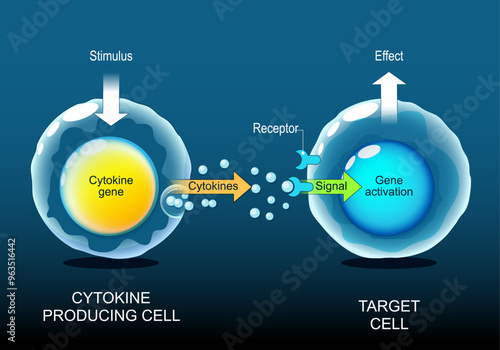 Cytokine Producing cell and Target Cell. Interferons, interleukins, lymphokines