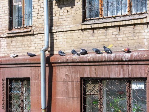 City pigeons resting on a flat building cornice with visible health hazardous white messy guano on the wall