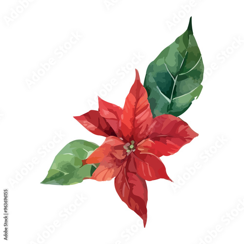 Watercolor red poinsettia flowers, Christmas bouquets, vector isolated on white.