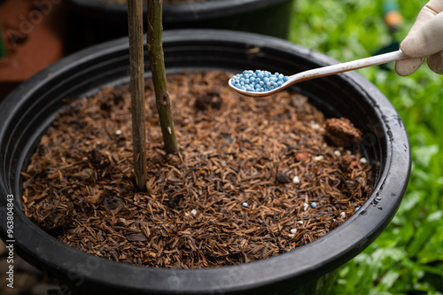 Cropped shot view of gardener holding a tablespoon of organic fertilizer in hand before applying to plants.