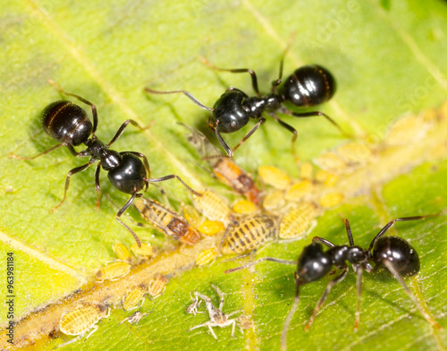 Ants collect aphids on a tree leaf. Macro