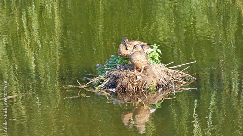 Duck Tales on the island