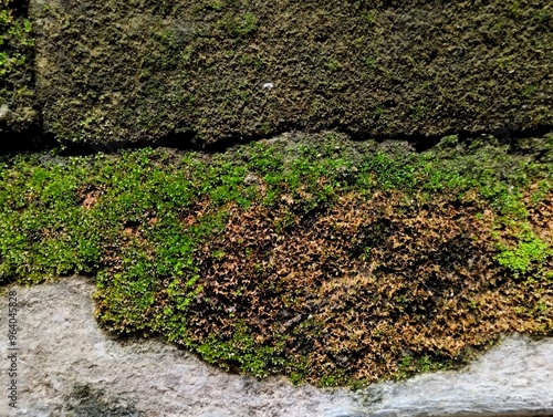 close up of moss growing abundantly on the wall. natural background