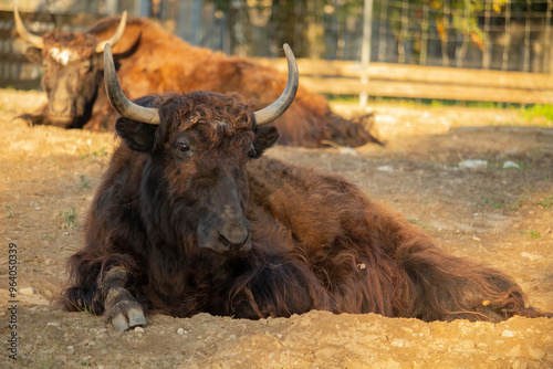 Yak face close-up in beautiful sunny day