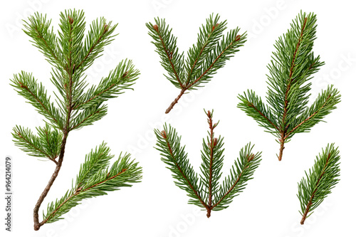 Branch of pine, fir tree collection png isolated on transparent background 