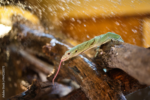 Reptile varan émeraude