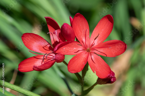 close up of river lily (hesperantha coccinea) flowers in bloom