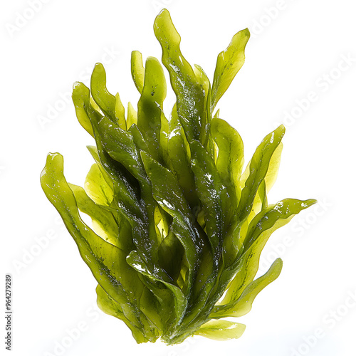 Laminaria Seaweed Isolated on White Background. Green kelp seaweed from deep sea isolated