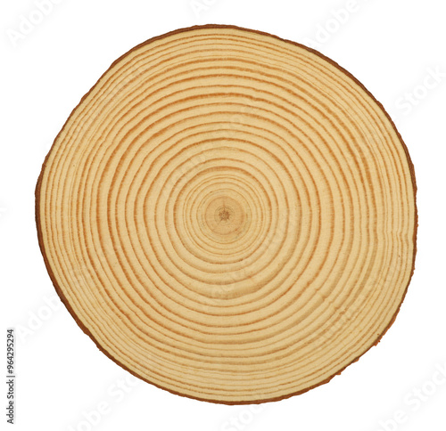 Perfect rings on wooden log cross section isolated on white background. Natural wood concept