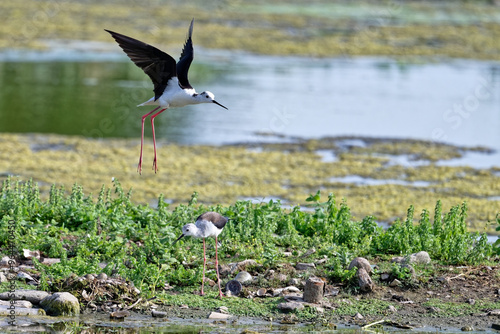 Échasse blanche - Himantopus himantopus - oiseaux échassiers - limicoles - Recurvirostridae 