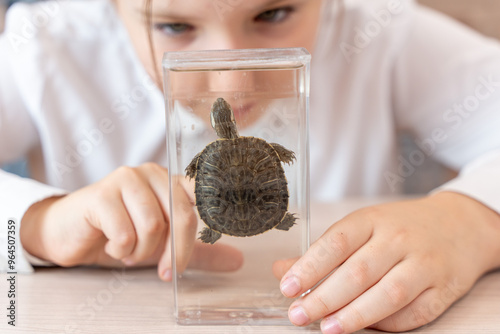 A schoolgirl studies a turtle in formaldehyde during a biology or science lesson in a school class, sitting at her desk.