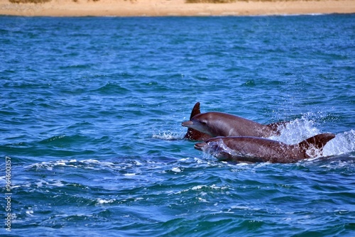 Indo-Pacific bottlenose dolphins surfacing in Algoa Bay, South Africa