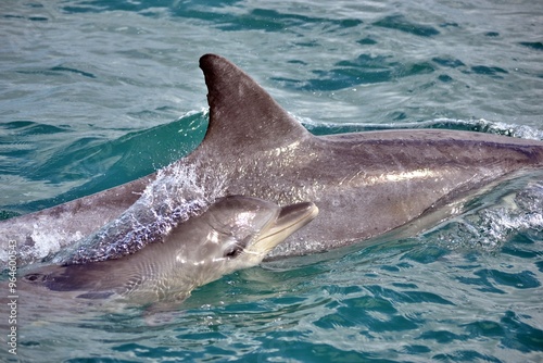 Indo-Pacific bottlenose dolphins surfacing in Algoa Bay, South Africa