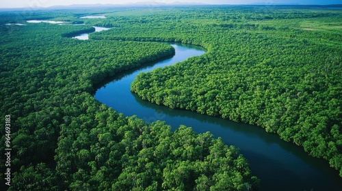 Aerial view of a dense mangrove forest along a winding river, with lush greenery stretching to the horizon