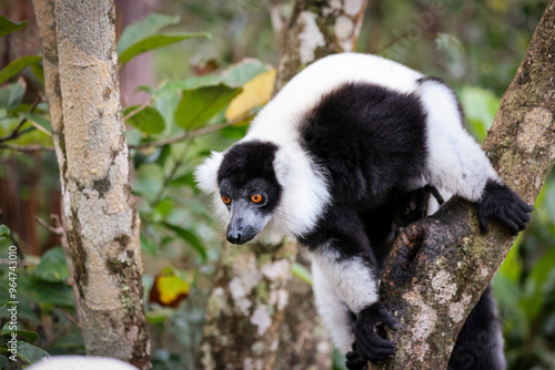 Indri lemur perched on a branch in Madagascar’s lush forests during daylight hours