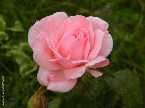 blooming beautiful pink rose bud in nature garden with petals