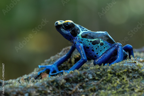 The Dendrobates tinctorius "Cobalt", or Cobalt Dart Frog is a visually striking amphibian known for its bright coloration and toxic skin. The species is native to the rainforests of South America.