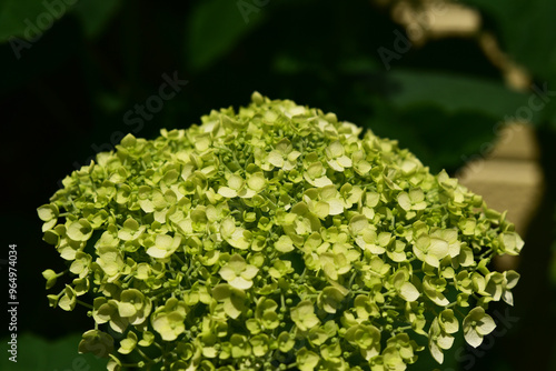 アナベルの開花