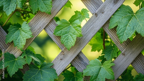 Lush green leaves gracefully entwine a rustic trellis, highlighting their intricate texture in a garden scene.