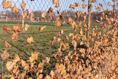 Warm autumn background - dry maple leaves stuck in a net on a sunny day