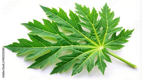 asymmetrical, medicinal, health, plant, alternative, organic, tropical fruit, South Asia, close-up, Southeast Asia, Papaya leaf with vibrant green color isolated on a white background