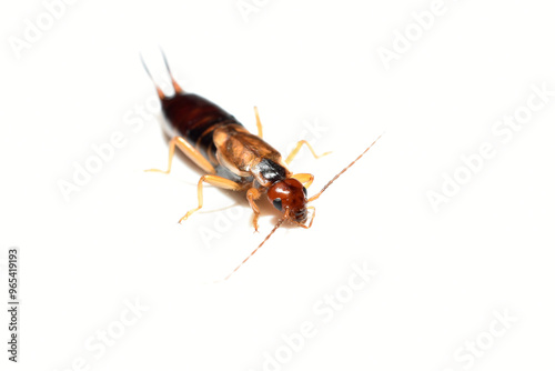 The common earwig European earwig Forficula auricularia isolated on white background. High quality photo