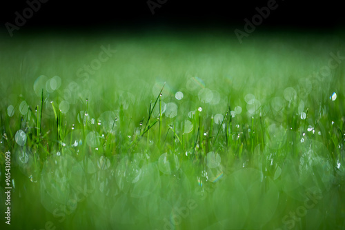  rosa i zielona trawa, piękny zielony trawnik w ogrodzie, green lawn