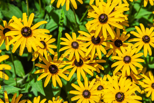 Floral background. Texture with black-eyed susan (Rudbeckia hirta, brown betty, gloriosa daisy, golden Jerusalem). Plants theme. Natural green and yellow pattern.