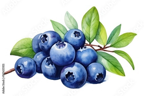 Blueberry fruit plant food.