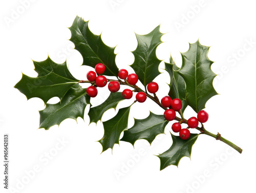 Close-up of holly leaves with red berries on a white background. PNG transparent.