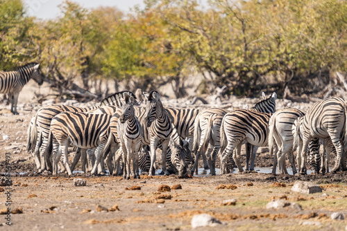 Herd of Zebra at a water hole in Etosha National Park