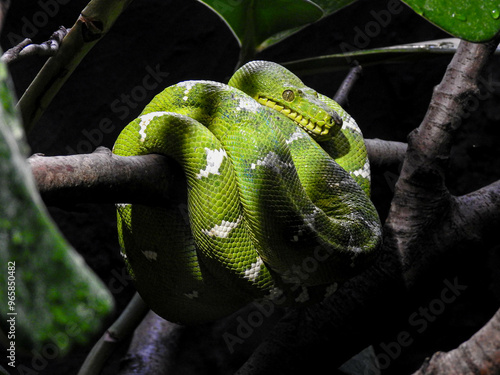 Green Snake