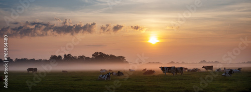 herd of cows in misty meadow during colorful sunrise in the netherlands