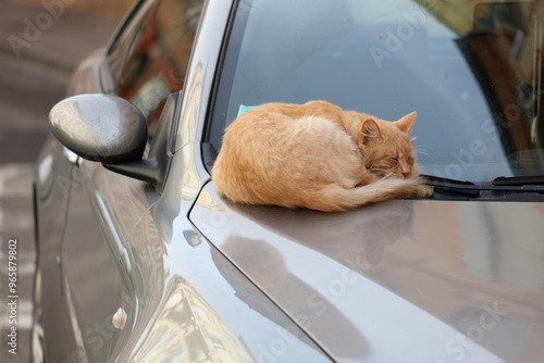 Cat sleeping on a car in Toulouse, France