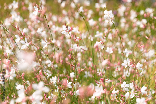 Beautiful white flowers of Oenothera gaura. Gaura biennis, the biennial gaura, biennial beeblossom. Floral background.