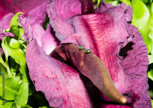 Arum dragon ou Serpentaire commune avec une grande inflorescence et des mouches pollinisatrices. Dracunculus vulgaris