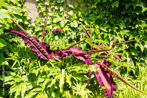 Arum dragon ou Serpentaire commune avec ses grandes inflorescences rouges pourpres sur fond de lierre. Dracunculus vulgaris